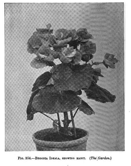 B. ‘Ideala’